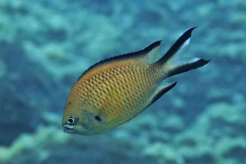 Atlantischer Mönchsfisch Chromis limbata knochenfische Osteichthyes Fische Kanaren Fischarten Atlantik