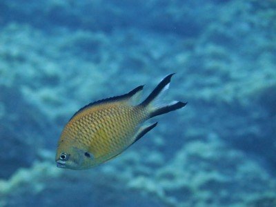 atlantischer moenchsfisch chromis limbata Fische der Kanaren kanarische inseln tauchen