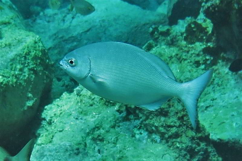 Bermuda Blaufisch Kyphosus sectatrix Knochenfische Osteichthyes Fische Kanaren Kanarische Inseln Fischarten Atlantik