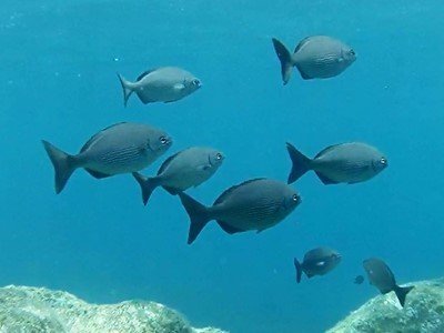 bermuda blaufisch kyphosus sectatrix knochenfische bild tauchen kanaren kanarische inseln atlantik atlantischer Ozean