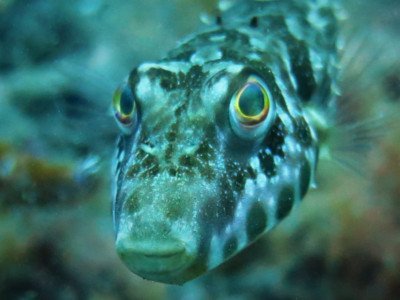 brauner kugelfisch sphoeriodes marmoratus Fische der Kanaren kanarische inseln tauchen