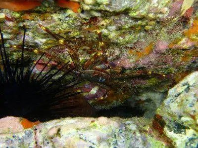 algenfressende krabbe felsenkrabbe percnon gibbesi krebstiere bild tauchen kanaren kanarische inseln atlantik atlantischer ozean