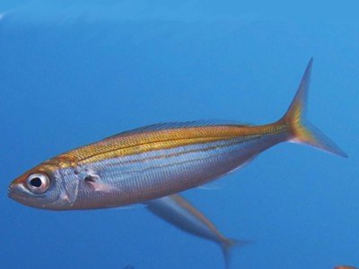 gelbstriem boops boops tauchen kanarische inseln kanaren atlantik atlantischer ozean knochenfisch