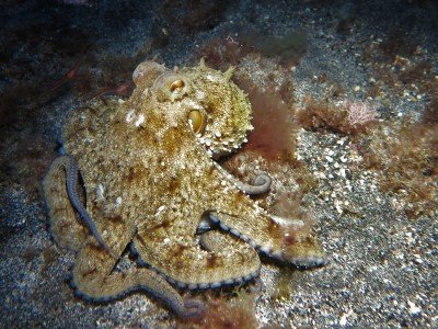 Gemeiner Krake gewöhnlicher oktopus Octopus vulgaris kopffüßer cephalopoda tauchen auf den kanaren kanarische inseln atlantik atlantischer ozean