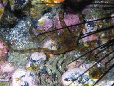 geringelter schlangenstern ophioderma longicaudum stachelhaeuter bild tauchen kanaren kanarische inseln atlantik atlantischer ozean