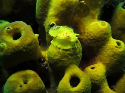 goldschwammschnecke tylodina pervesa schnecken bild gelb tauchen kanaren kanarische inseln atlantik atlantischer ozean
