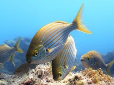 goldstriem sarpa salpa fische der kanaren kanarische inseln tauchen