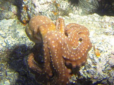 Langarmiger Krake Octopus macropus kopffüßer bild tauchen kanaren kanarische inseln atlantik atlantischer ozean