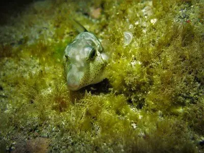 makaronesischer spitzkopfkugelfisch canthigaster capistrata fische der kanaren kanarische inseln tauchen