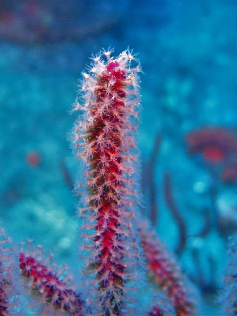 Rote Gorgonie hornkoralle Leptogorgia ruberrima Blumentiere arten kanaren kanarische inseln Mittelmeer bild atlantik polypen