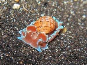 gestreifte papierblasenschnecke hydatina physis schnecken bild blasenschnecke tauchen kanaren kanarische inseln atlantik atlantischer ozean