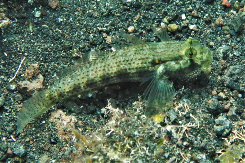 Gnatholepis thompsoni Knochenfische Osteichthyes Fische Kanaren Kanarische Inseln Fischarten Atlantik