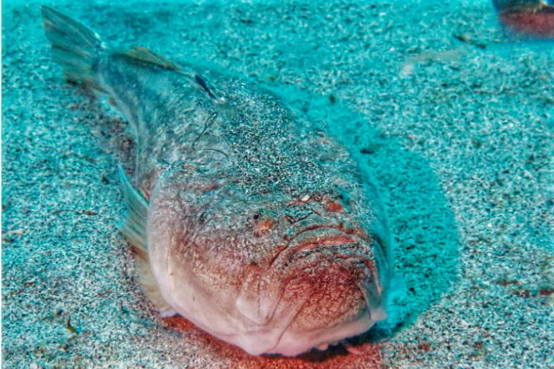Himmelsgucker Uranoscopus scaber Knochenfische Osteichthyes Fische Kanaren Kanarische Inseln Fischarten Atlantik