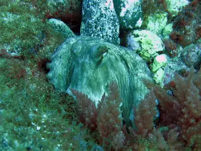 Tauchplatz Arguineguin Reef Scuba Sur Gran Canaria Octopus