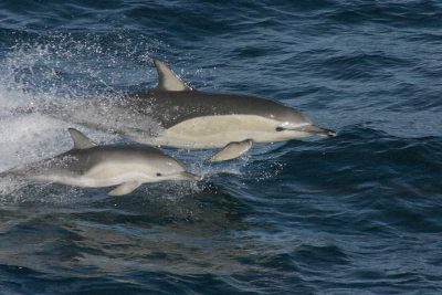 Gewöhnlicher Gemeiner Delfin Delphinus delphis Kanaren Kanarische Inseln Teneriffa Walarten Gran Canaria Delfine Arten Fuerteventura Wale Lanzarote La Palma Gomera El Hierro