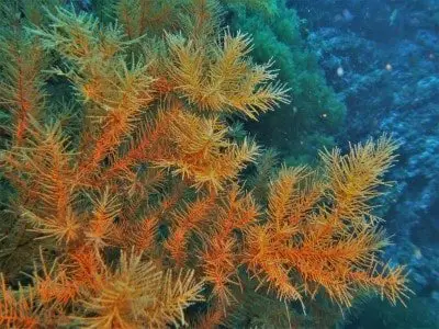Schwarze Koralle Antipathella wollastoni Blumentiere Anthozoa tauchen kanaren kanarische Inseln atlantik atlantischer ozean