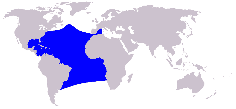 Zügeldelfin atlantischer Fleckendelfin Stenella frontalis Verbreitung Karte Vorkommen