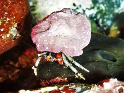 Bunter Einsiedlerkrebs Röhren calcinus tubularis Krebstiere Arten Crustacea tauchen kanaren kanarische inseln atlantik atlantischer ozean