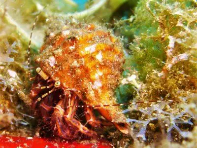 Gestreifter Einsiedlerkrebs Pagurus anachoretus Krebstiere Crustacea arten tauchen kanaren kanarische inseln atlantik atlantischer ozean