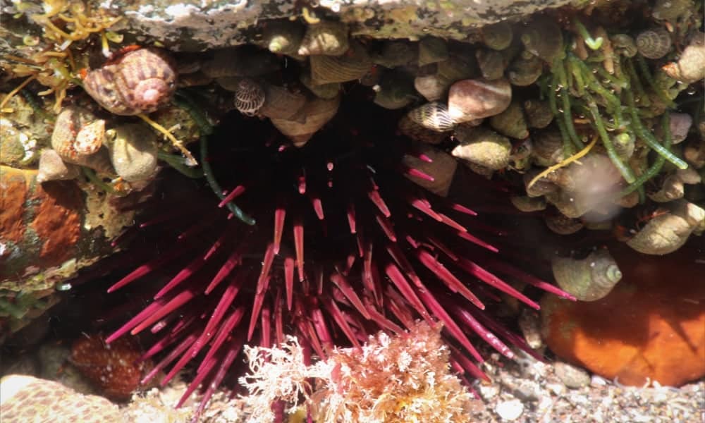 Gezeitentümpel Rockpools Arten header tauchen auf den Kanaren atlantik atlantischer ozean blog
