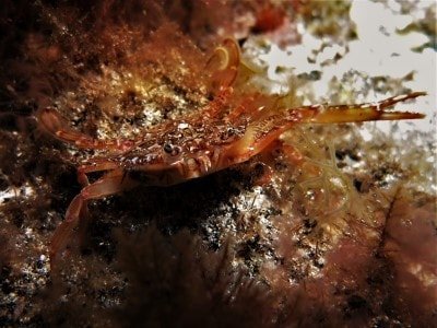 Graue Schwimmkrabbe - Portunus hastatus Krebstiere Crustacea arten tauchen auf den kanaren kanarische inseln atlantik atlantischer ozean