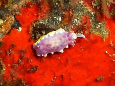 Purpur-Sternschnecke - Felimida purpurea pracht rosa doris tauchen kanaren atlantik schnecken arten gastropoda