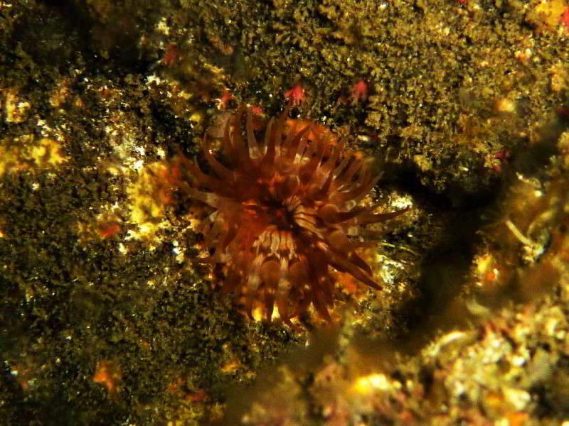 Sargasso Anemone Sternanemone Anemonia melanaster Anemonia sargassensis Seeanemonen actinaria Arten Blumentiere anthozoa Kanaren Kanarische Inseln Atlantik