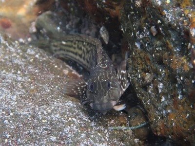 Schleimfisch Parablennius parvicornis knochenfisch arten tauchen auf den kanaren kanarische inseln atlantik atlantischer ozean
