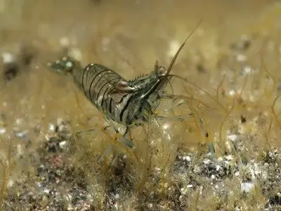 kleine Felsengarnele Palaemon elegans Krebstiere tauchen auf den Kanaren kanarische inseln arten atlantik atlantischer ozean