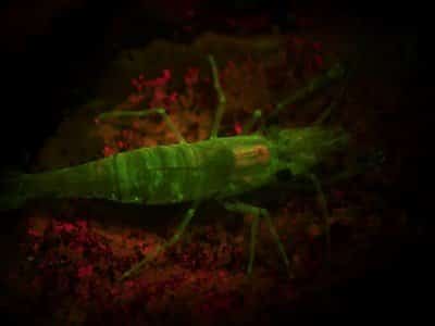 kleine Felsengarnele Palaemon elegans fluoreszenz Krebstiere tauchen auf den Kanaren kanarische inseln arten atlantik atlantischer ozean