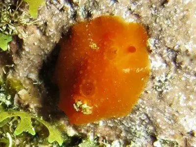 Aldisa smaragdina Schnecken Gastropoda tauchen kanaren kanarische inseln atlantik atlantischer ozean la palma gran canaria nacktschnecke