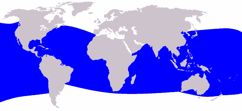 Kleiner Pottwal Kogia sima Karte Verbreitungsgebiet