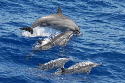 Ostpazifischer Delfin Spinnerdelfin Stenella longirostris Kanaren Wale Arten Kanarische Inseln Teneriffa Walarten Gran Canaria Fuerteventura Lanzarote Whalewatching