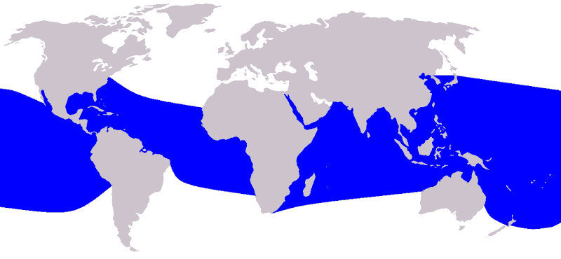 Ostpazifischer Delfin Spinnerdelfin Stenella longirostris Karte Verbreitung Vorkommen