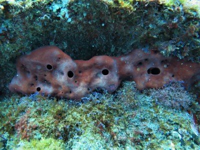 Petrosia ficiformis Feigenschwamm Schwämme Porifera tauchen kanaren kanarische inseln atlantik atlantischer ozean