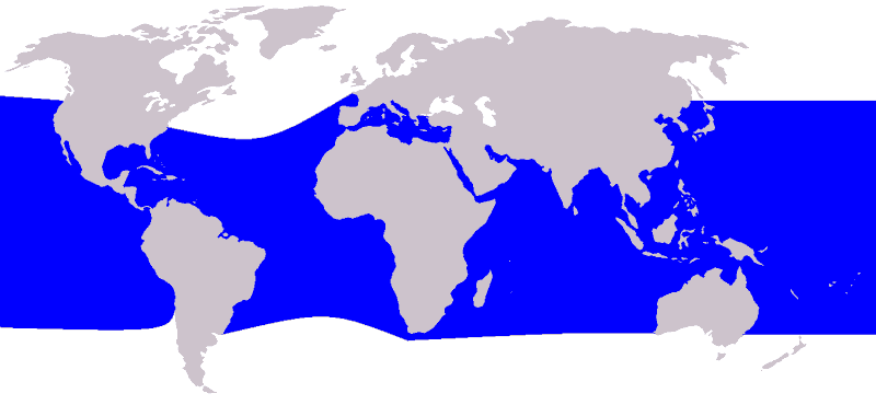 Rauzahndelfin Steno bredanensis Karte Verbreitungsgebiet Vorkommen