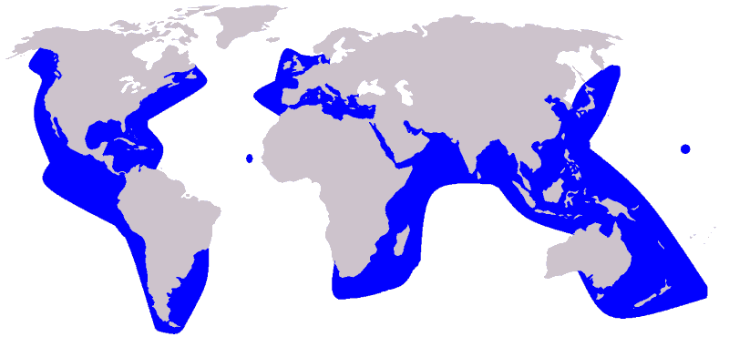 Rundkopfdelfin Grampus griseus Rissos Delfin Karte Verbreitung Vorkommen