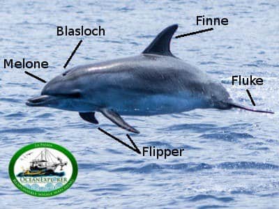 äußere Anatomie wale cetacea delfine flipper finne fluke melone blasloch ocean explorer la palma