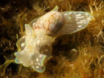 Gepunktete Papierblasenschnecke Micromelo undatus schnecken gastropoda tauchen kanaren kanarische inseln atlantik verwechslung