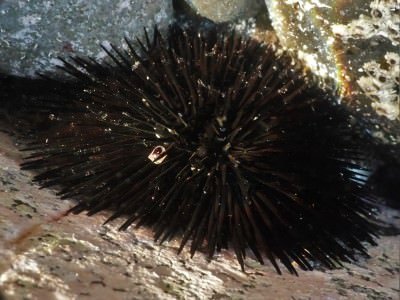 Schwarzer Seeigel Arbacia lixula Stachelhäuter tauchen kanarische Inseln Kanaren Atlantik