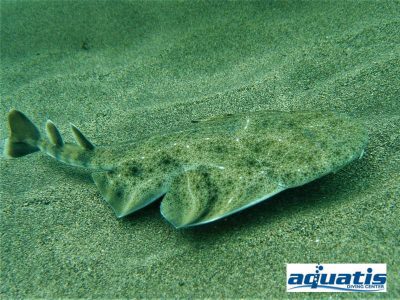 Aquatis Dive Center Engelshai squatina squatina tauchen Kanaren Kanarische inseln haie hai haiangriff