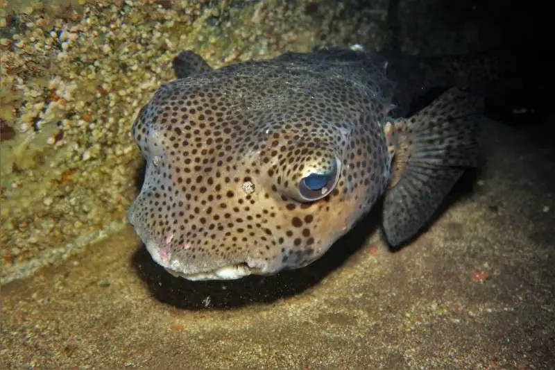 Cueva Diablo Igelfisch – Chilomycterus reticulatus el hierro tauchen marine reservar mar de las calmas
