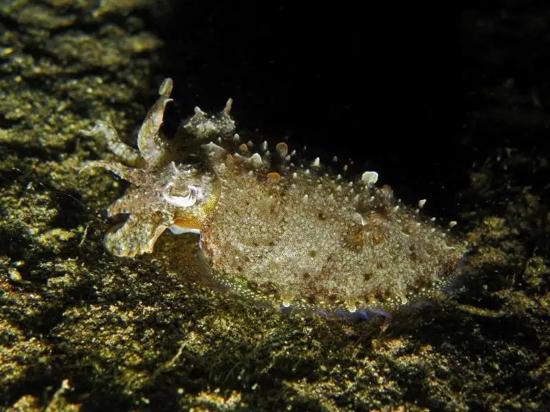 El Hierro tauchen nachttauchgang hafen gemeiner gewöhnlicher Tintenfisch sepia officinalis