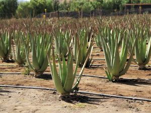 Aloe Vera Farm Fuerteventura sehenswürdigkeiten