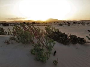 Fuerteventura Sehenswürdigkeiten Dünen Corralejo