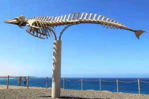 Fuerteventura Sehenswürdigkeiten Walskelett Urlaub Kanarische Inseln