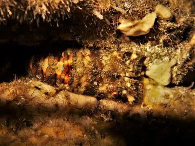 Kleiner Bärenkrebs Scyllarus arctus tauchen kanaren kanarische inseln mittelmeer bild atlantik Krebstiere