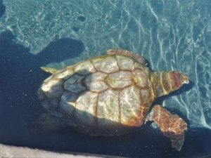 Schildkrötenrettungsstation Fuerteventura morro jable sehenswürdigkeiten