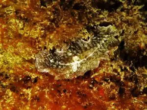 Thysanozoon brocchii teppich plattwurm kanaren tauchen kanarische inseln atantik mittelmeer