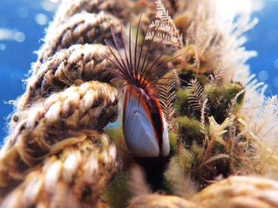 Entenmuschel Lepas anatifera Bild Krebstiere Arten tauchen auf den kanaren kanarische inslen atlantik